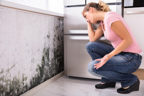 You are currently viewing When should I Call a Professional Mold Remediation Company?
