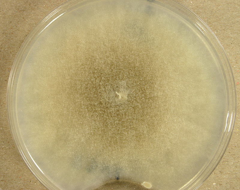 Mucor racemosus (UAMH 8346) cultured on potato dextrose agar at 25 °C for 10 days.