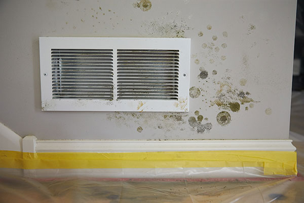 Read more about the article Difference Between Mold and Mildew