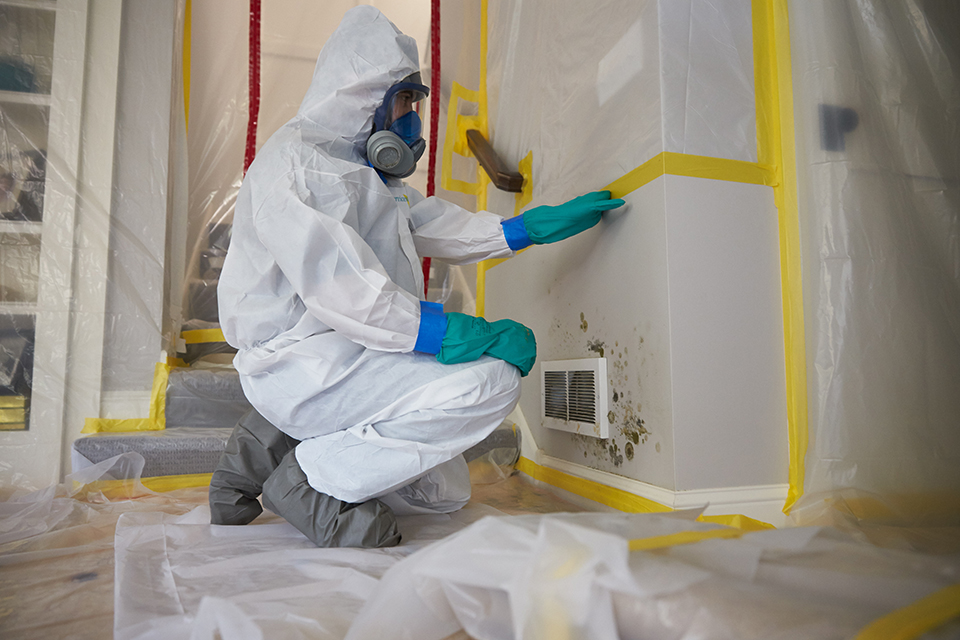 Read more about the article Dangers of Do-It-Yourself Mold Removal in Florida
