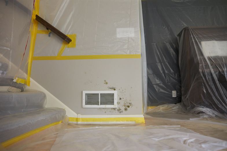 You are currently viewing Top 7 Factors Affecting Mold Remediation Costs